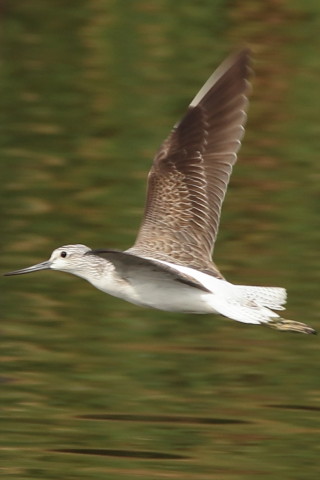 トリミング 2016/10月 SIGMA150-600C+7D2 焦点距離600mm F8 ss1/400 ISO400 Case1