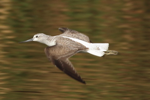 トリミング 2016/10月 SIGMA150-600C+7D2 焦点距離600mm F8 ss1/500 ISO400 Case1