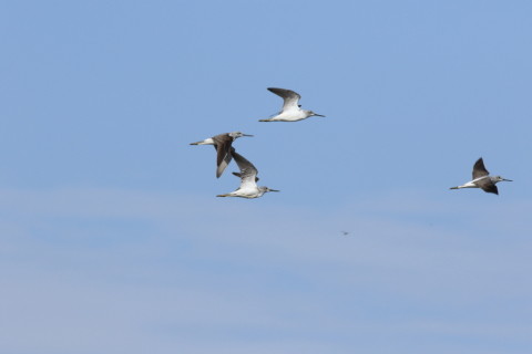 2016/10月 SIGMA150-600C+7D2 焦点距離600mm F11 ss1/1000 ISO400 Case1