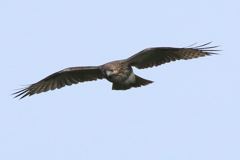 トリミング 2016/10月 SIGMA150-600C+7D2 焦点距離600mm F8 ss1/2000 ISO400 Case1