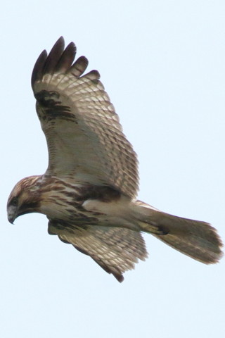 トリミング 2016/10月 SIGMA150-600C+7D2 焦点距離600mm F8 ss1/1250 ISO250 Case3