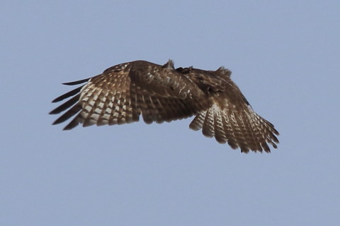 トリミング 2016/10月 SIGMA150-600C+7D2 焦点距離600mm F8 ss1/1250 ISO250 Case3