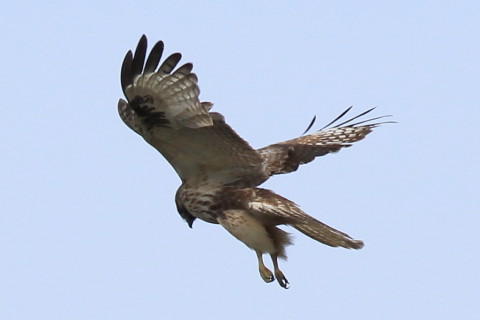 トリミング 2016/10月 SIGMA150-600C+7D2 焦点距離600mm F8 ss1/1250 ISO250 Case3