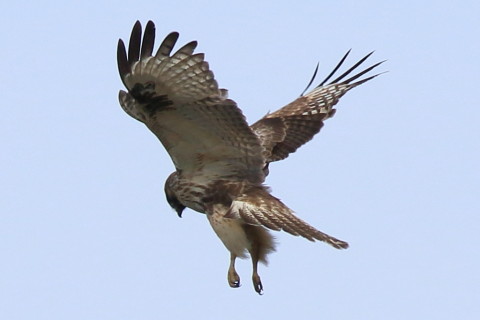 トリミング 2016/10月 SIGMA150-600C+7D2 焦点距離600mm F8 ss1/1250 ISO250 Case3