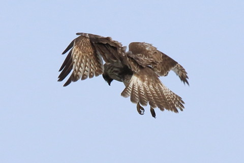 トリミング 2016/10月 SIGMA150-600C+7D2 焦点距離600mm F8 ss1/1250 ISO250 Case3