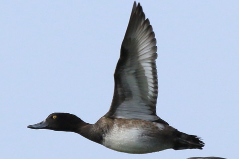 トリミング 2016/10月 SIGMA150-600C+7D2 焦点距離600mm F8 ss1/1600 ISO400 Case3