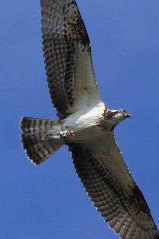 トリミング 2016/10月 SIGMA150-600C+7D2 焦点距離600mm F8 ss1/2000 ISO500 Case3