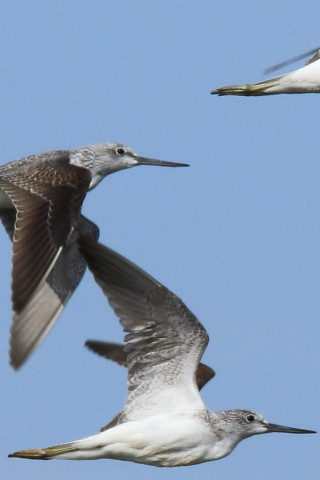 トリミング 2016/10月 SIGMA150-600C+7D2 焦点距離600mm F11 ss1/1000 ISO400 Case1