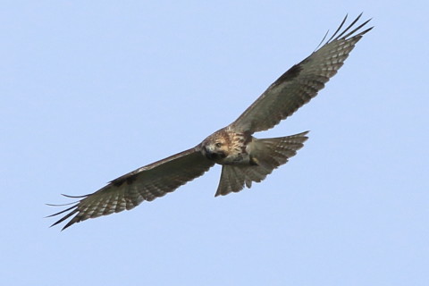 トリミング 2016/10月 SIGMA150-600C+7D2 焦点距離600mm F8 ss1/1250 ISO250 Case3