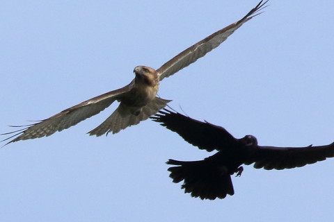 トリミング 2016/10月 SIGMA150-600C+7D2 焦点距離600mm F8 ss1/4000 ISO800 Case3