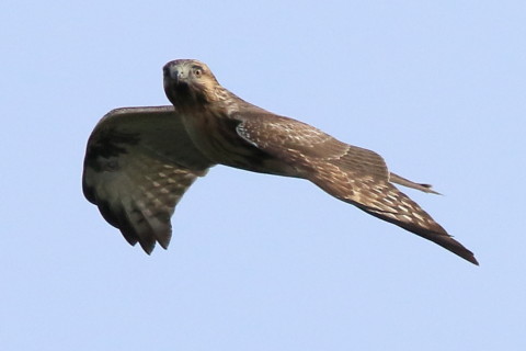 トリミング 2016/10月 SIGMA150-600C+7D2 焦点距離600mm F8 ss1/4000 ISO800 Case3