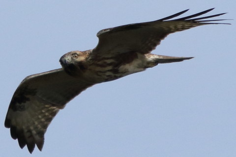 トリミング 2016/10月 SIGMA150-600C+7D2 焦点距離600mm F8 ss1/4000 ISO800 Case3