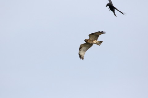 2016/10月 SIGMA150-600C+7D2 焦点距離600mm F8 ss1/4000 ISO800 Case3