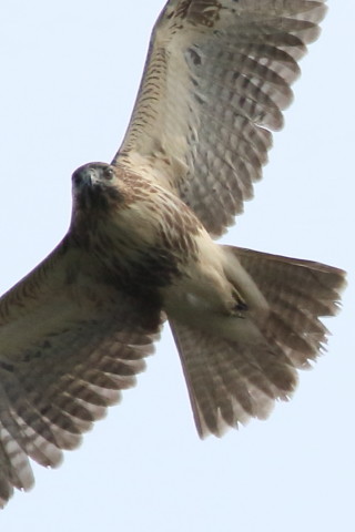 トリミング 2016/10月 SIGMA150-600C+7D2 焦点距離600mm F8 ss1/2500 ISO500 Case3