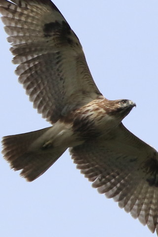 トリミング 2016/10月 SIGMA150-600C+7D2 焦点距離600mm F8 ss1/2500 ISO500 Case3