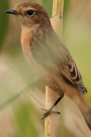 トリミング 2016/10月 SIGMA150-600C+7D2 焦点距離600mm F8 ss1/2500 ISO3200