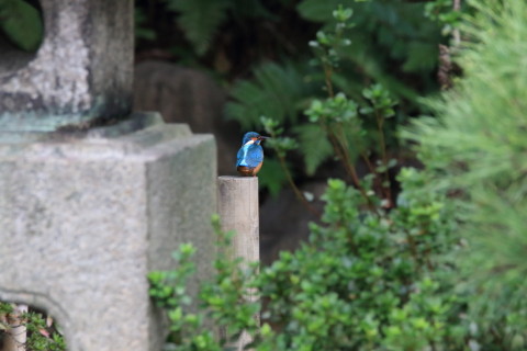 2016/10月 SIGMA150-600C+7D2 焦点距離600mm F8 ss1/500 ISO3200