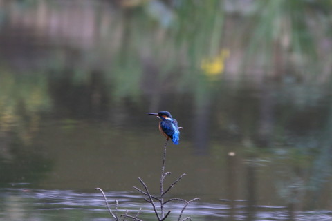 2016/10月 SIGMA150-600C+7D2 焦点距離600mm F8 ss1/800 ISO3200