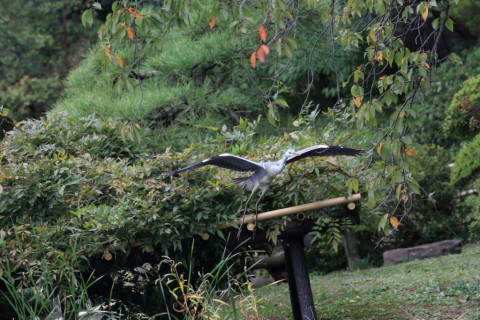 2016/10月 SIGMA150-600C+7D2 焦点距離324mm F8 ss1/1600 ISO6400 Case3