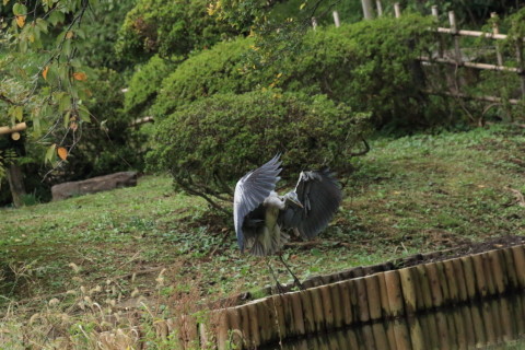 2016/10月 SIGMA150-600C+7D2 焦点距離324mm F8 ss1/1600 ISO6400 Case3