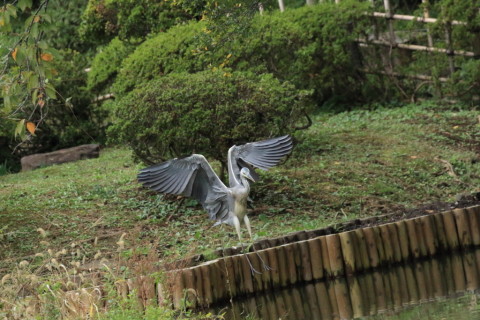 2016/10月 SIGMA150-600C+7D2 焦点距離324mm F8 ss1/1600 ISO6400 Case3