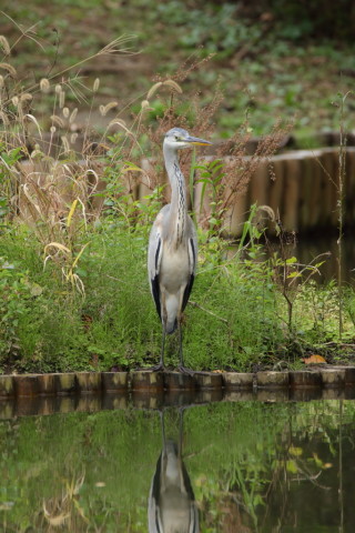 2016/10月 SIGMA150-600C+7D2 焦点距離600mm F6.3 ss1/60 ISO200