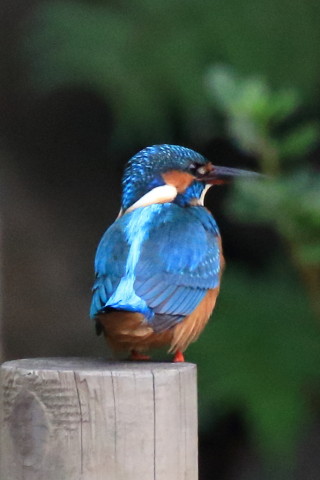 トリミング 2016/10月 SIGMA150-600C+7D2 焦点距離600mm F8 ss1/500 ISO3200