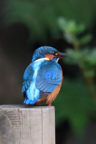 トリミング 2016/10月 SIGMA150-600C+7D2 焦点距離600mm F8 ss1/500 ISO3200