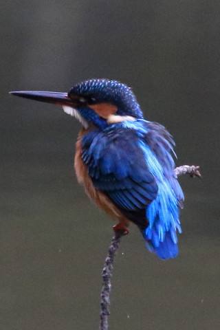 トリミング 2016/10月 SIGMA150-600C+7D2 焦点距離600mm F8 ss1/800 ISO3200