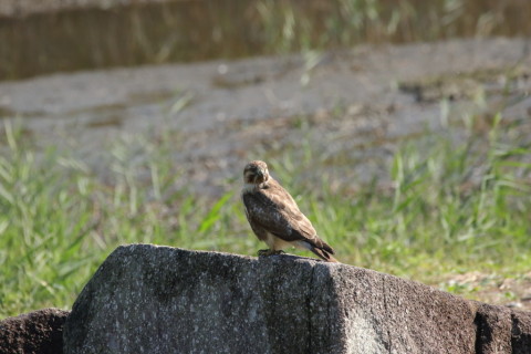 2016/11月 SIGMA150-600C+7D2 焦点距離600mm F8 ss1/1250 ISO1000