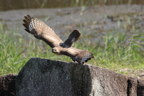2016/11月 SIGMA150-600C+7D2 焦点距離600mm F8 ss1/1250 ISO1000 Case3