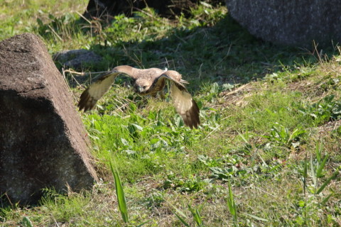 2016/11月 SIGMA150-600C+7D2 焦点距離600mm F8 ss1/1250 ISO1000 Case3