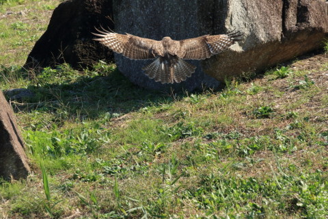 2016/11月 SIGMA150-600C+7D2 焦点距離600mm F8 ss1/1250 ISO800 Case3