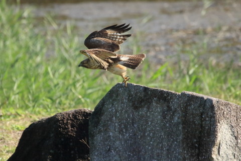 2016/11月 SIGMA150-600C+7D2 焦点距離600mm F7.1 ss1/6400 ISO1600 Case6