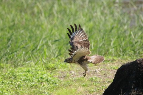 2016/11月 SIGMA150-600C+7D2 焦点距離600mm F7.1 ss1/6400 ISO1600 Case6