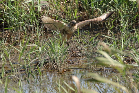 2016/11月 SIGMA150-600C+7D2 焦点距離600mm F8 ss1/1250 ISO1250 Case3 
