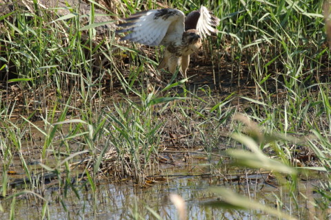 2016/11月 SIGMA150-600C+7D2 焦点距離600mm F8 ss1/1250 ISO1250 Case3 