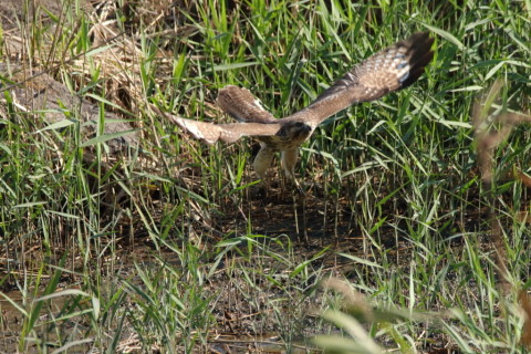 2016/11月 SIGMA150-600C+7D2 焦点距離600mm F8 ss1/1250 ISO1250 Case3 