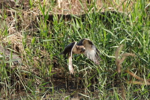 2016/11月 SIGMA150-600C+7D2 焦点距離600mm F8 ss1/1250 ISO1250 Case3 