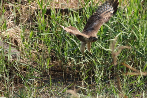 2016/11月 SIGMA150-600C+7D2 焦点距離600mm F8 ss1/1250 ISO1250 Case3 