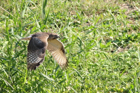 2016/11月 SIGMA150-600C+7D2 焦点距離600mm F8 ss1/1250 ISO1250 Case3 
