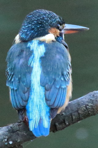 トリミング 2016/11月 SIGMA150-600C+7D2 焦点距離600mm F8 ss1/500 ISO6400
