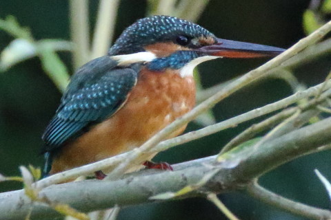 トリミング 2016/11月 SIGMA150-600C+7D2 焦点距離600mm F8 ss1/500 ISO6400