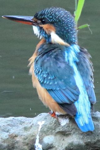 トリミング 2016/11月 SIGMA150-600C+7D2 焦点距離531mm F8 ss1/500 ISO5000