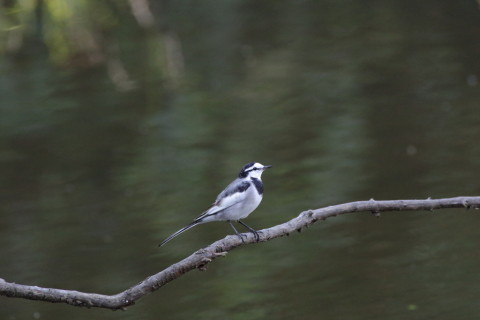 2016/11月 SIGMA150-600C+7D2 焦点距離600mm F8 ss1/500 ISO16400