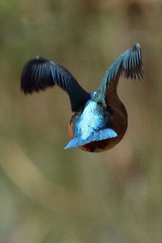 トリミング 2016/11月 SIGMA150-600C+7D2 焦点距離562mm F8 ss1/1600 ISO1000 Case3