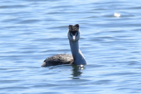 トリミング 2016/11月 SIGMA150-600C+7D2 焦点距離531mm F8 ss1/500 ISO100