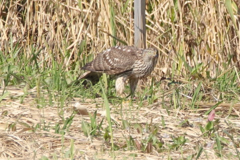 トリミング 2016/11月 SIGMA150-600C+7D2 焦点距離600mm F8 ss1/800 ISO500