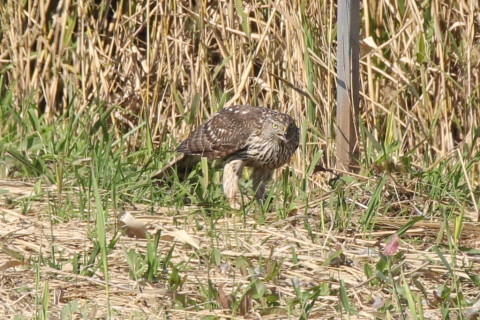 トリミング 2016/11月 SIGMA150-600C+7D2 焦点距離600mm F8 ss1/800 ISO400
