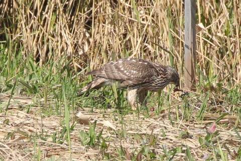 トリミング 2016/11月 SIGMA150-600C+7D2 焦点距離600mm F8 ss1/800 ISO400